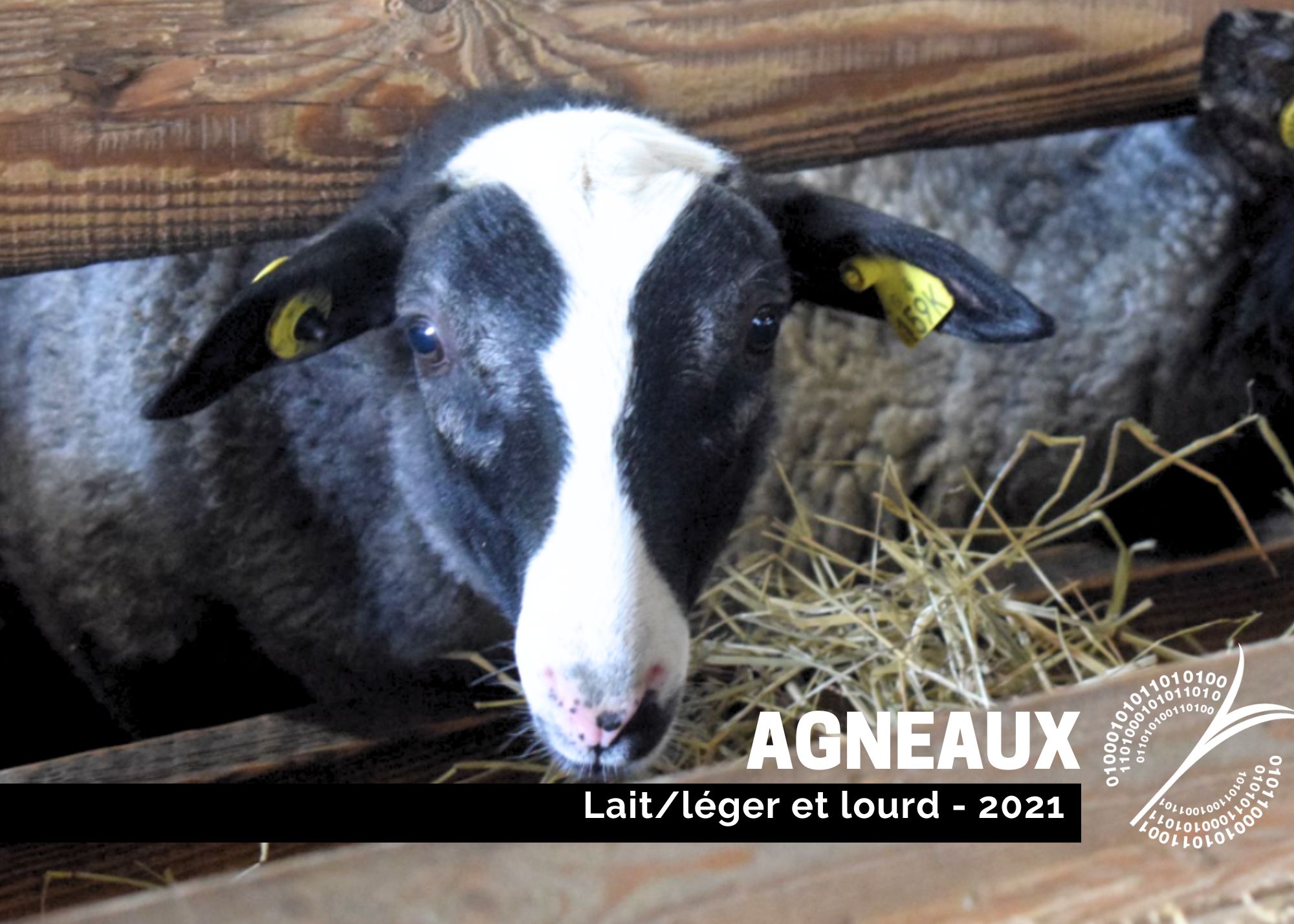 Récentes publications : AGNEAUX 2021 - LAIT/LÉGER ET LOURD 